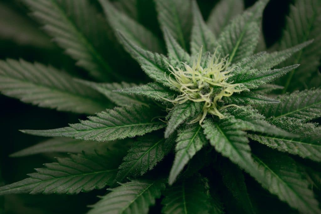 Cannabis sativa CBD plant
