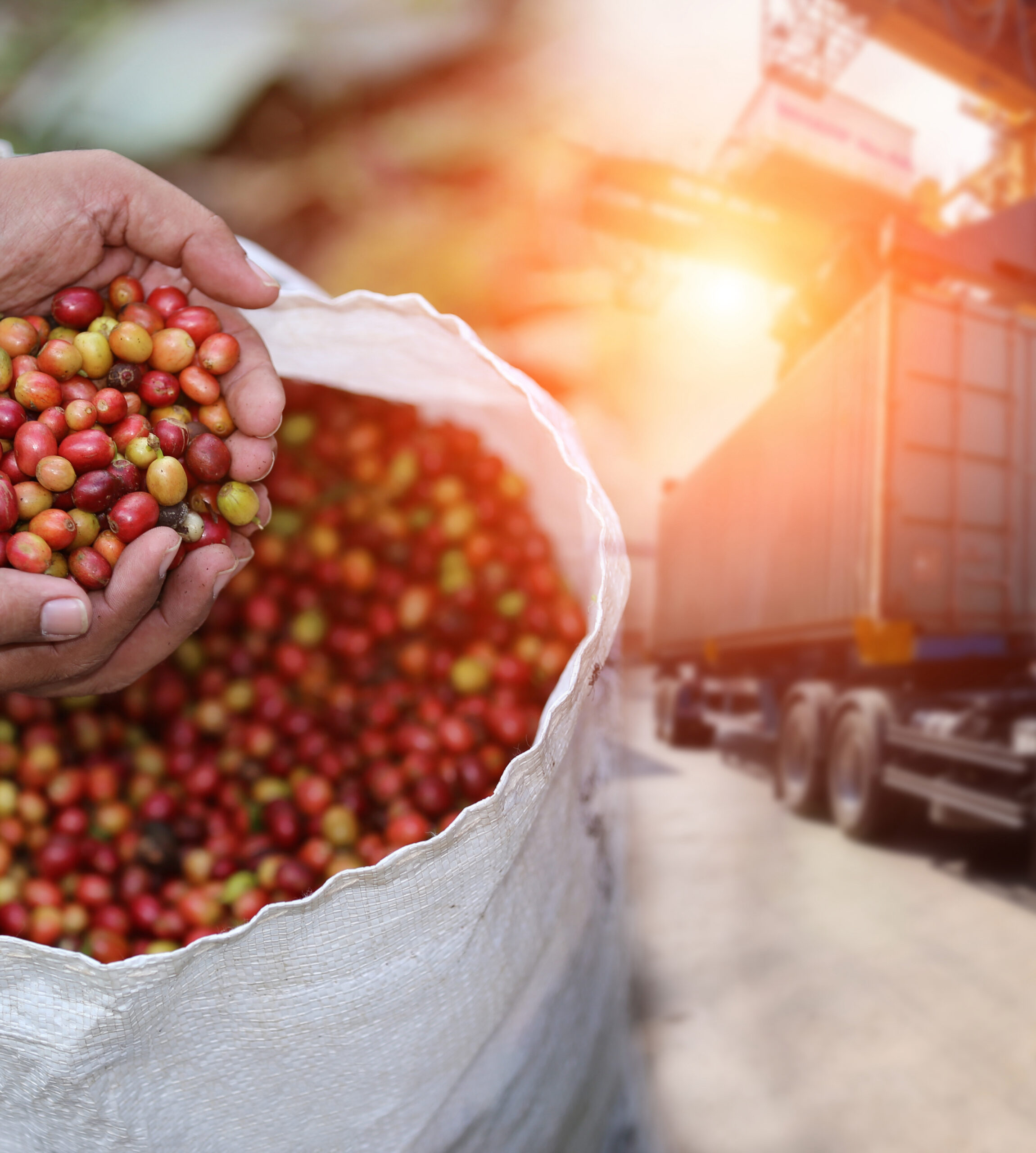 Red,Cherry,Coffee,Bean,Fruit,And,Food,Distribution,,Tropical,Fruit